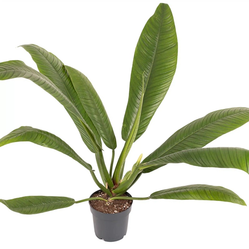 Philodendron campii – Lynette|8″|10’|4″