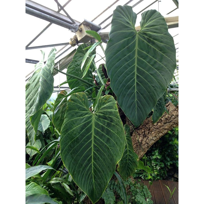 Philodendron gigas