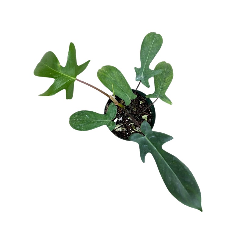 Philodendron Golden Dragon