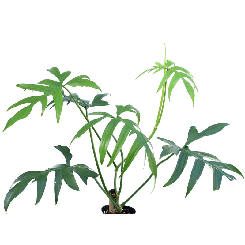 Philodendron pedatum