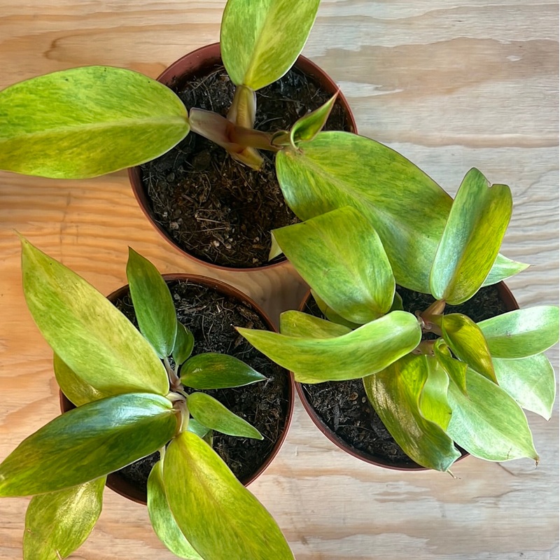 Philodendron Quad Color|4″