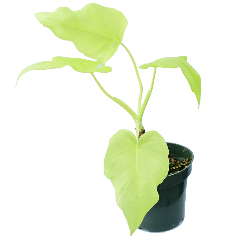 Philodendron warscewiczii ‘Golden’