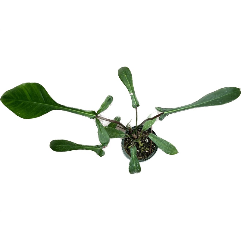 Philodendron x joepii|Default Title