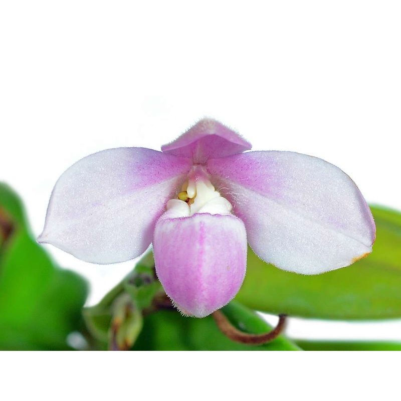 Phragmipedium andreettae