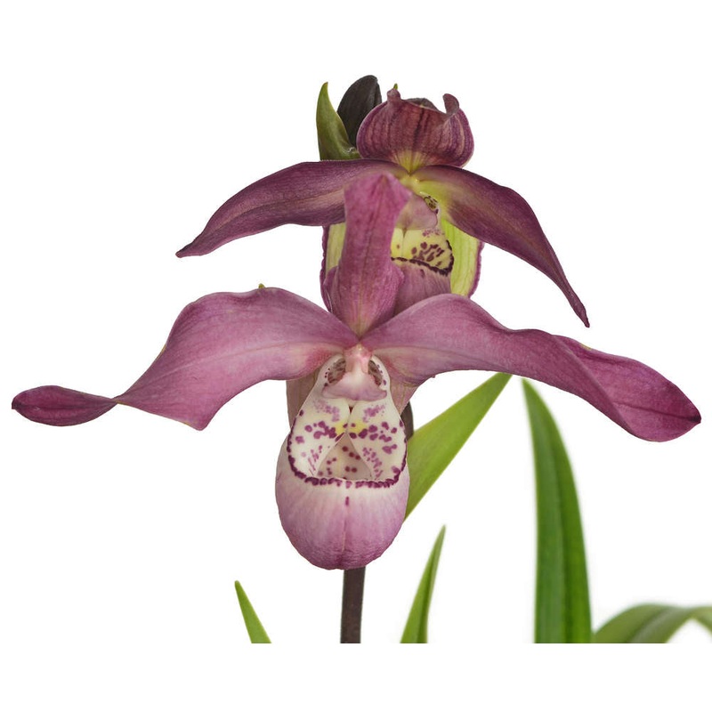 Phragmipedium Peruflora’s Angel