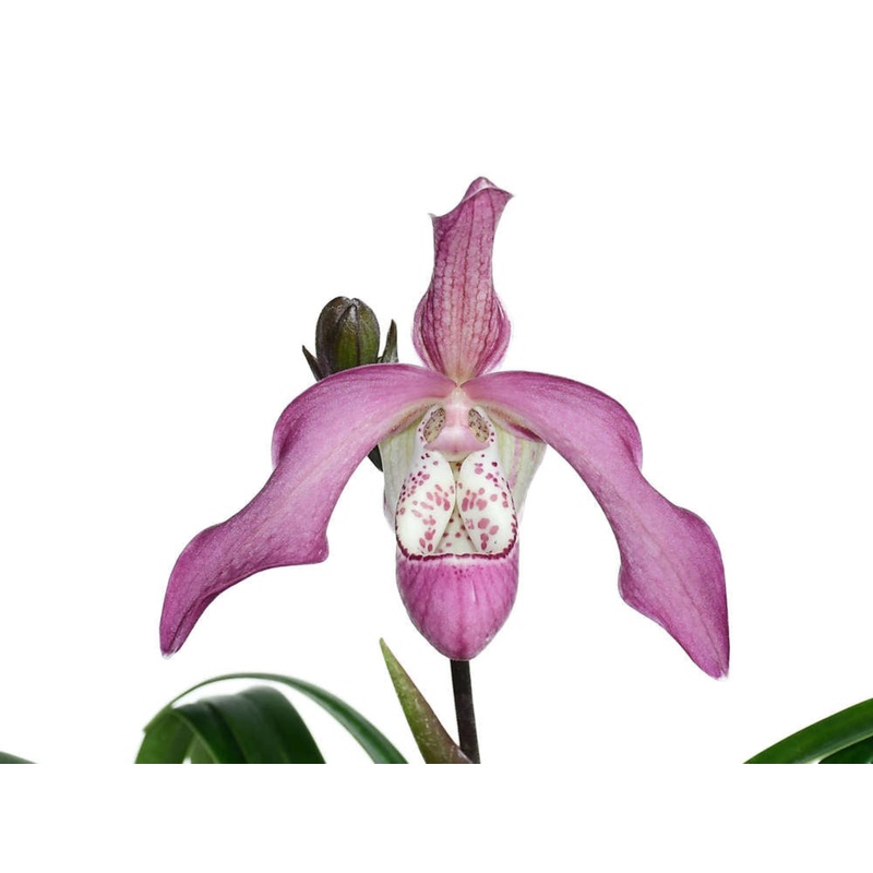 Phragmipedium Peter Croezen