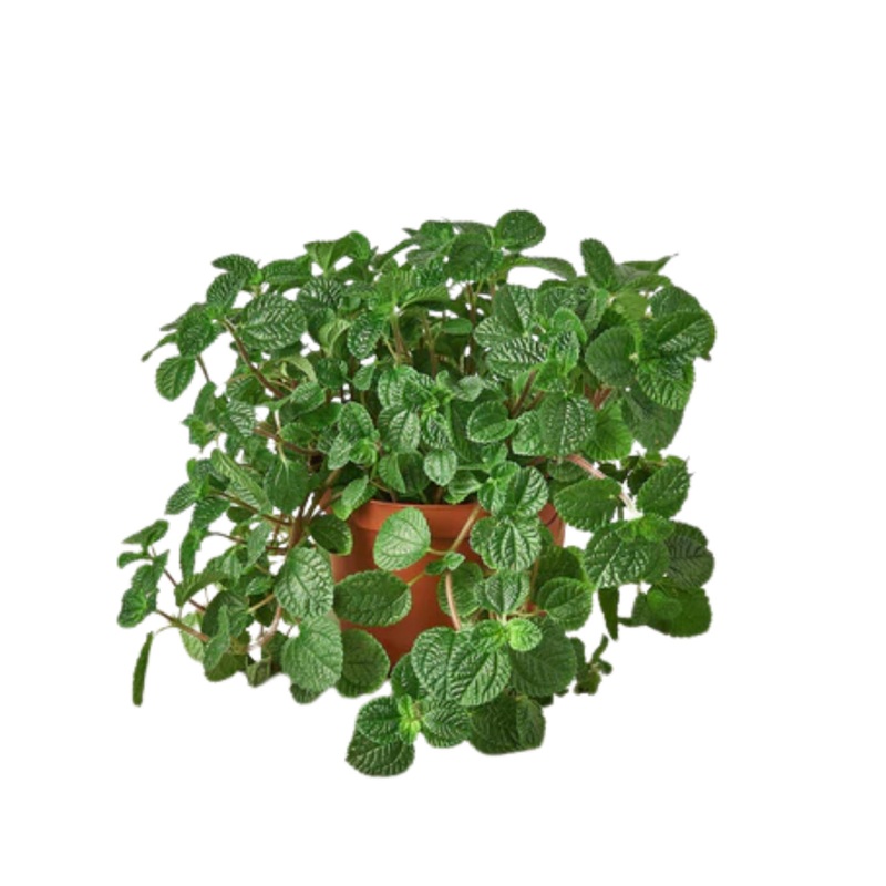 Pilea nummulariifolia – Birdsnest Crinkle