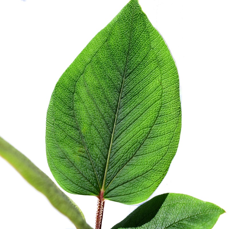 Piper corrugatum cf