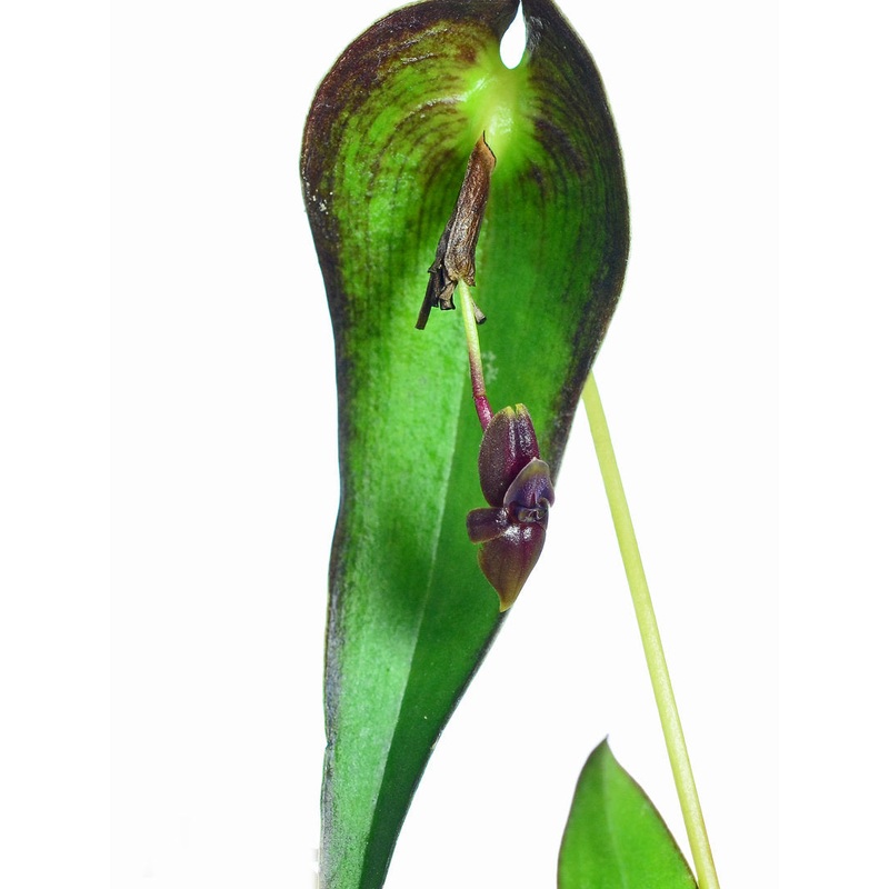 Pleurothallis diabolica