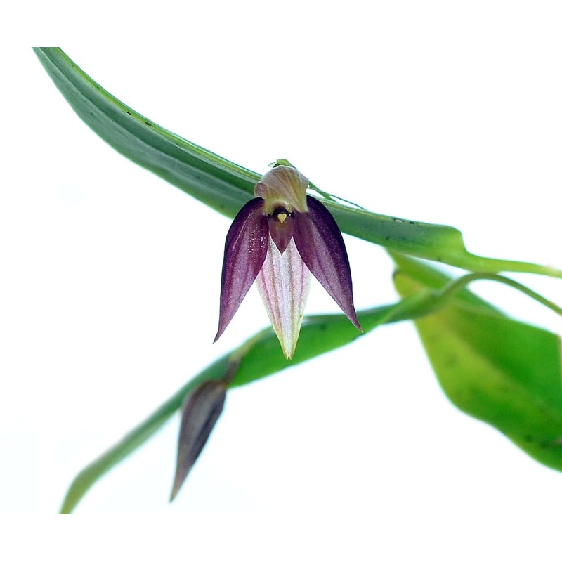 Pleurothallis quaternaria