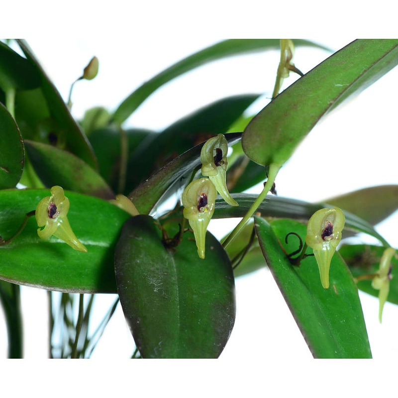 Pleurothallis scurrula