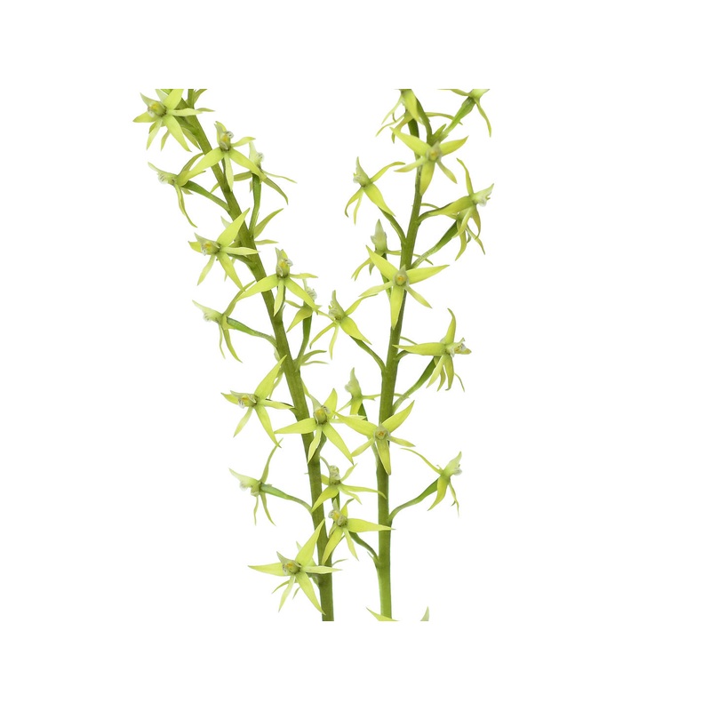 Prosthechea grammatoglossa