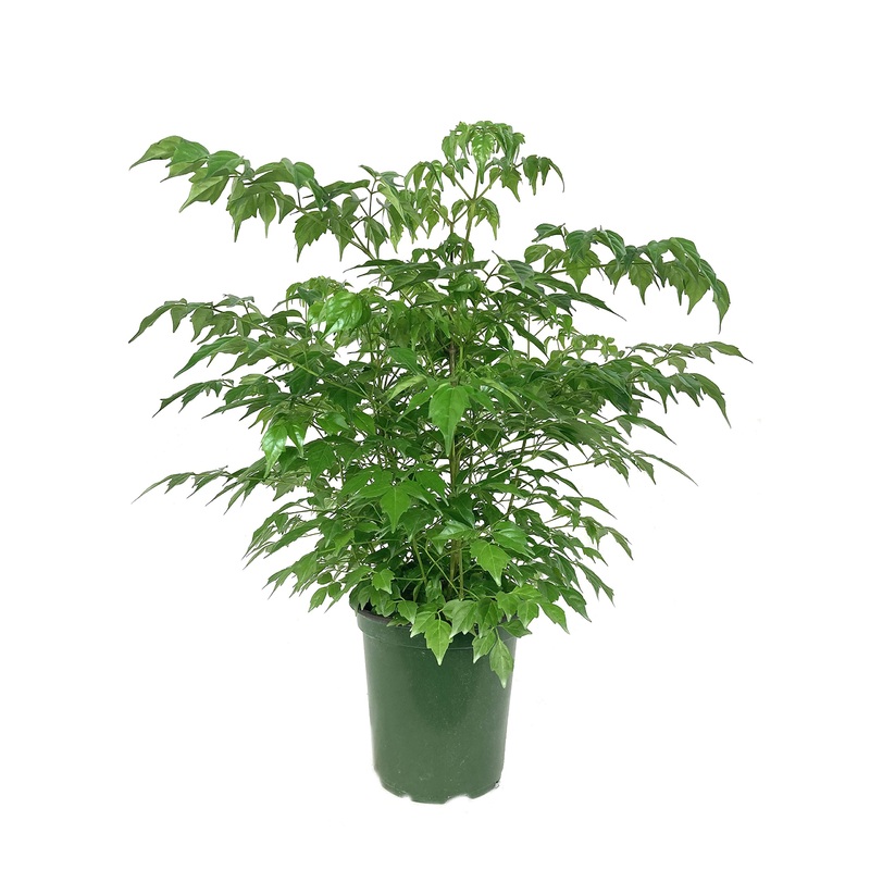 Radermachera sinica – China Doll Plant