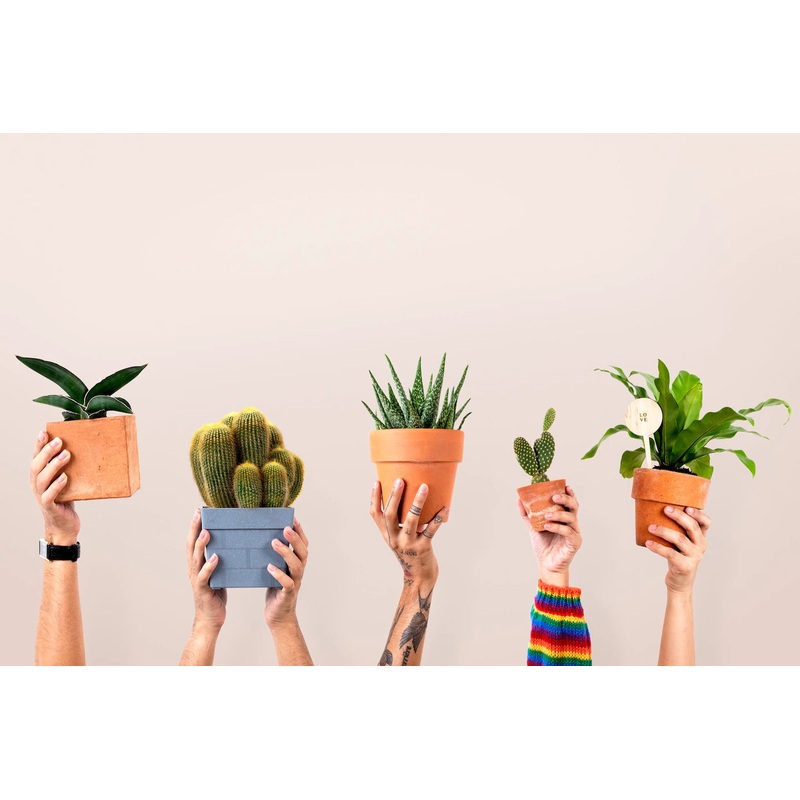 Repotting Service|X Small: up to 8cm|Small: 9cm-12cm|Medium: 13cm-17cm|Large: 18cm – 22cm|XL: 23cm – 28cm|XXL: 29cm – 40cm|Mega: 40cm +