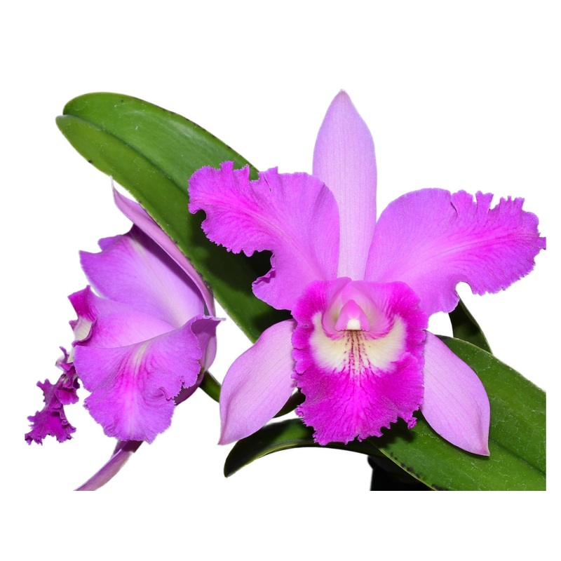 Rhyncholaeliocattleya Maria Brown