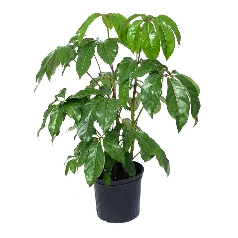 Schefflera amate|10″|6″