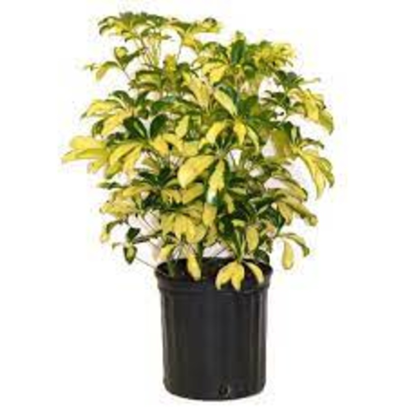 Schefflera Arboricola – Schefflera Trinette