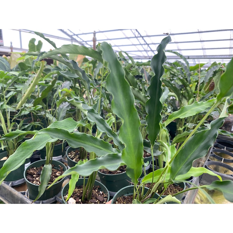 Spathiphyllum sp
