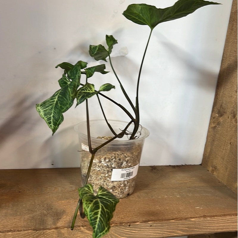 Syngonium Batik