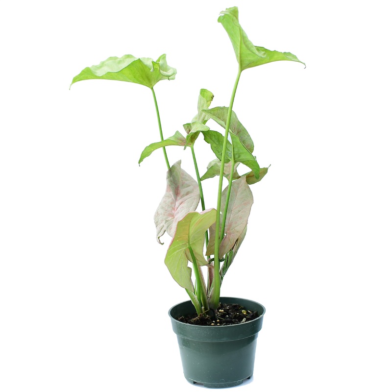 Syngonium Pink Spot