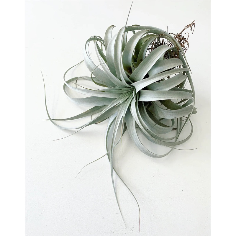 Tillandsia xerographica