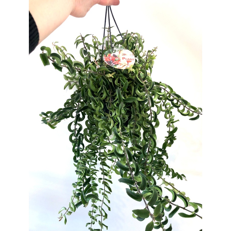 Aeschynanthus Twister – lipstick plant