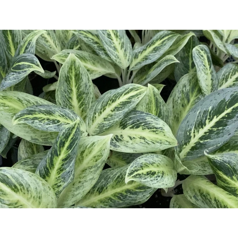 Aglaonema ‘White Peacock’
