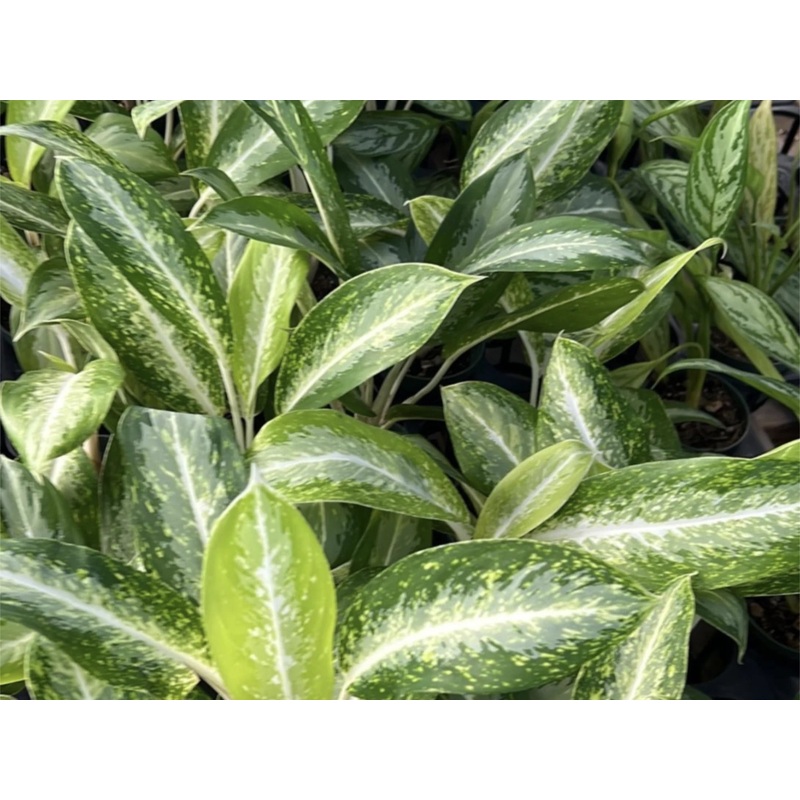 Aglaonema ‘White Rain’