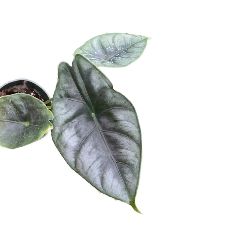 Alocasia reversa – seedling