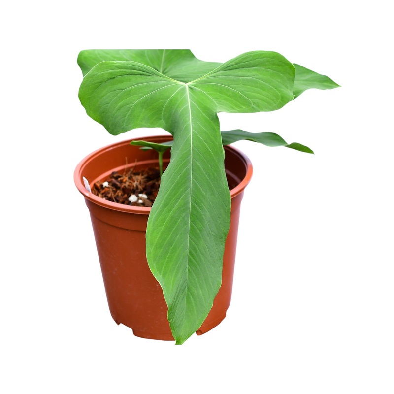 Anthurium argyrostachyum ‘Goat’