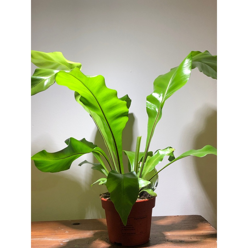 Asplenium Nidus – Birds Nest Fern