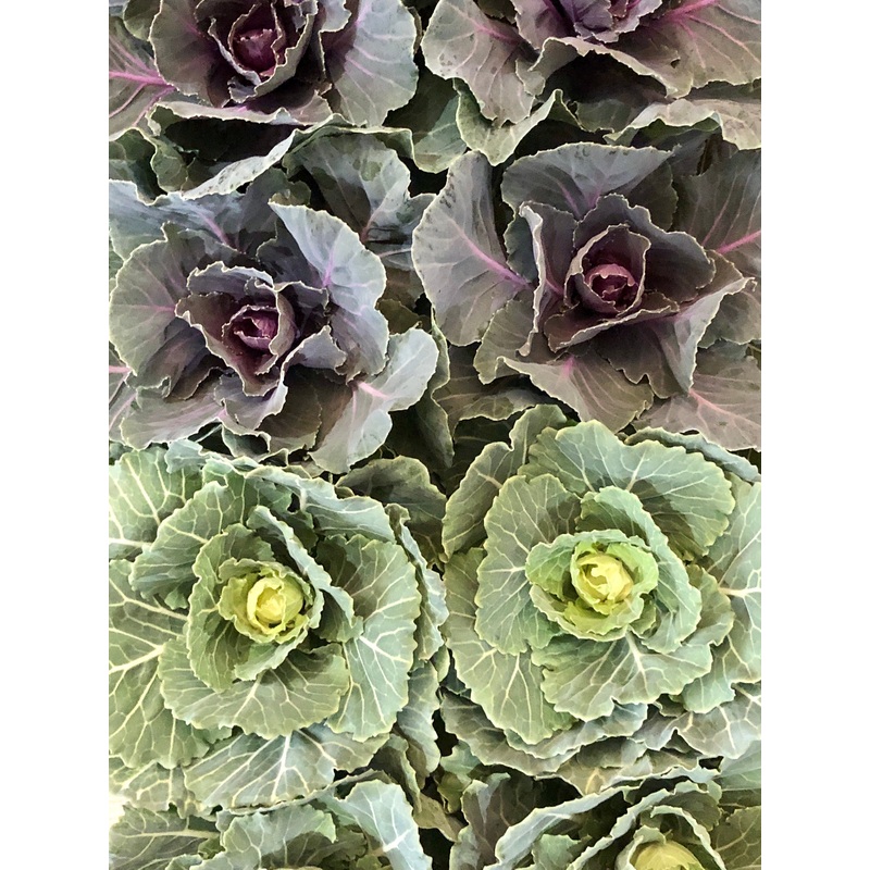 Brassica mix-ornamental cabbage