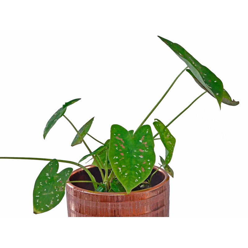 Caladium bicolor