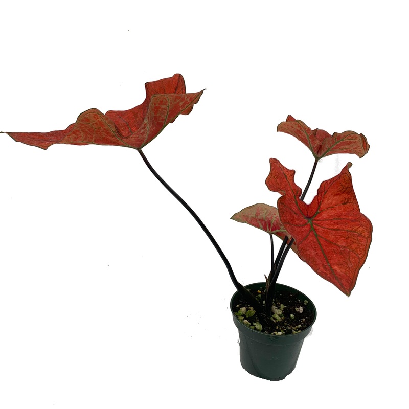 Caladium Red-Green