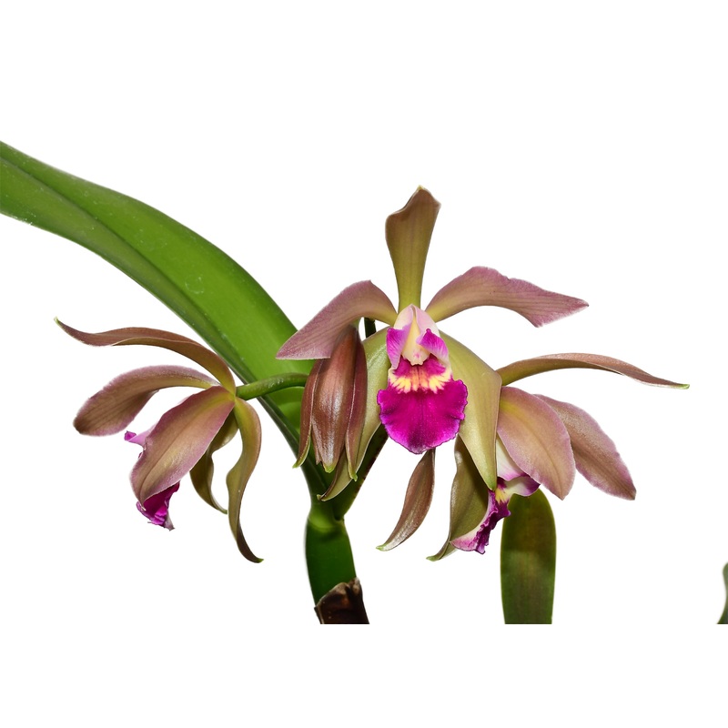 Cattleya Gigi Portilla