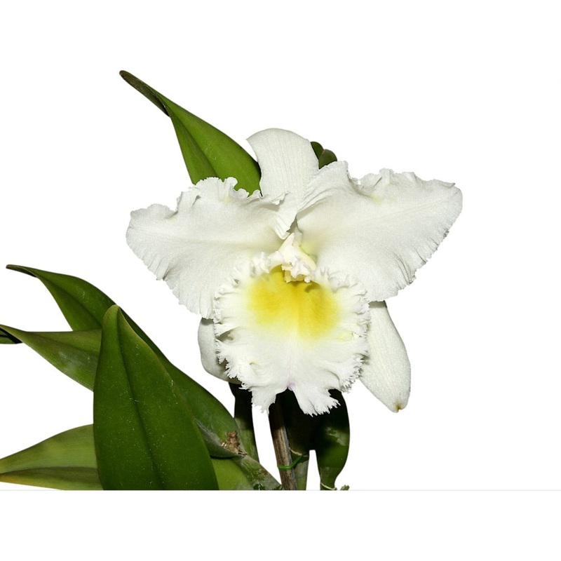 Cattleya Llajshun
