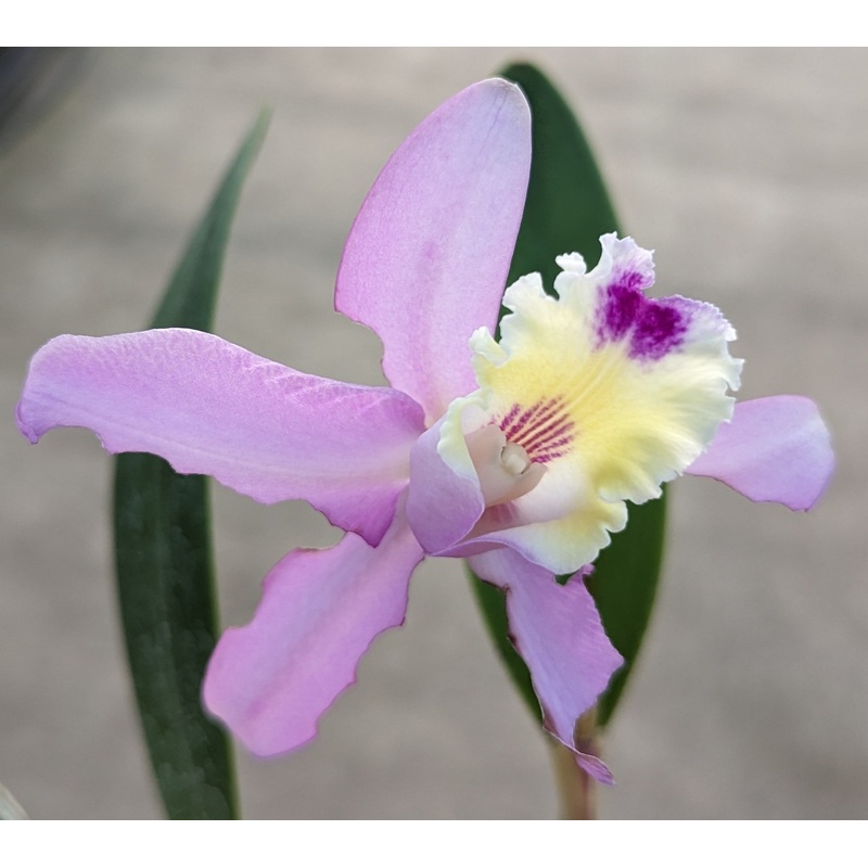Cattleya maxima ‘El Dorado’ x coerulea ‘Hector’