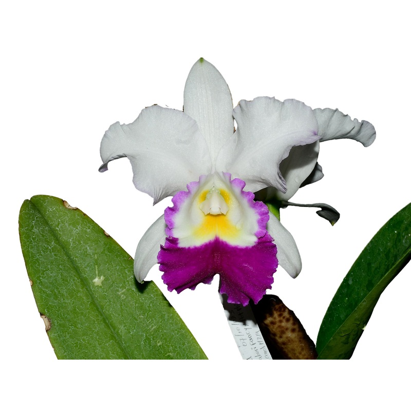 Cattleya Mildred Rives