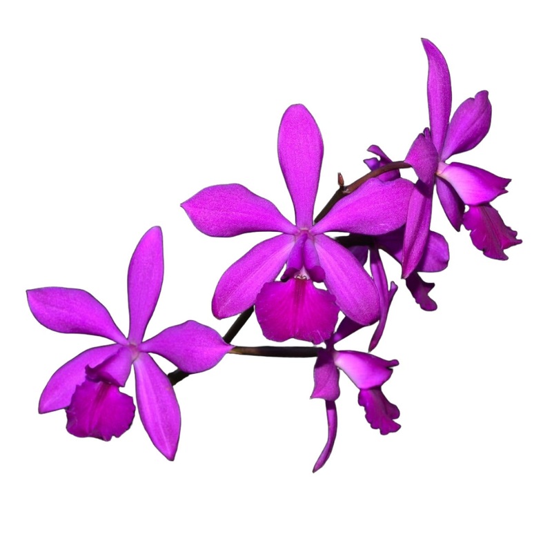 Catyclia Walnut Valley Purple Star