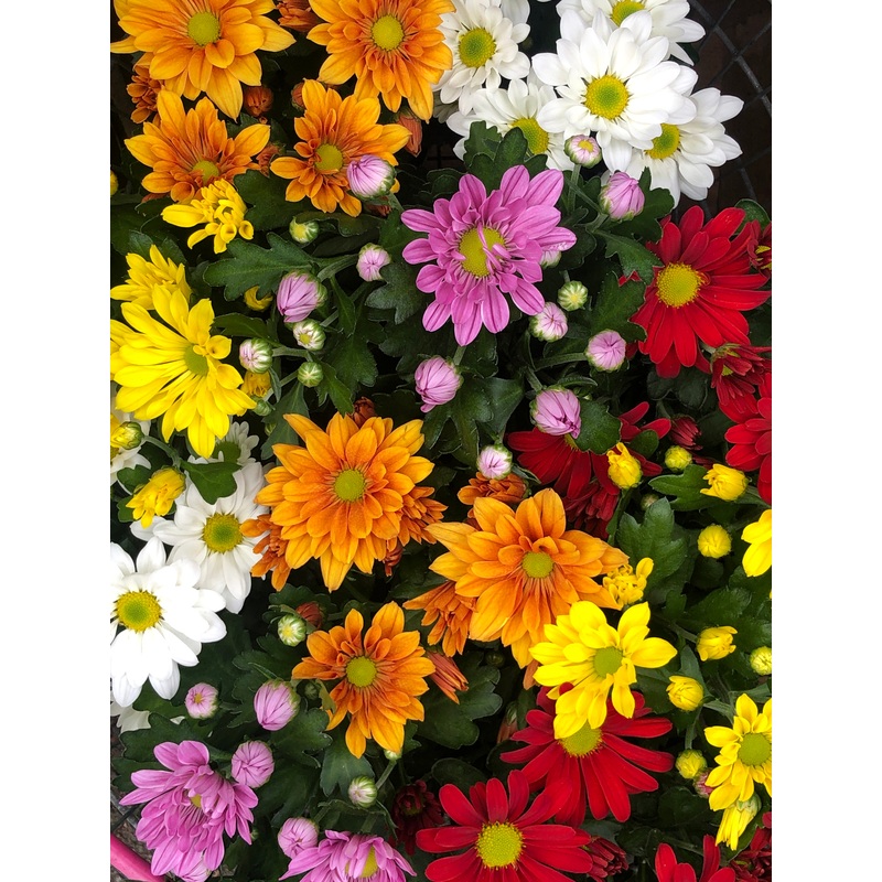 Chrysanthemum – pot mums|12 cm