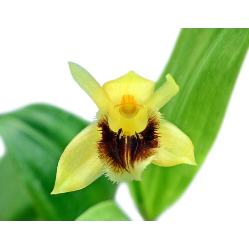 Coelogyne fimbriata