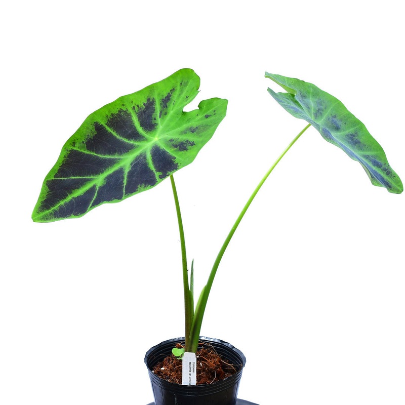 Colocasia esculenta var. antiquorum