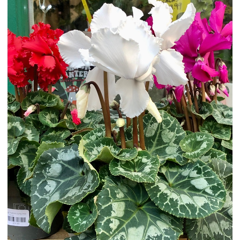 Cyclamen Gr Halios Curly mix|13 cm