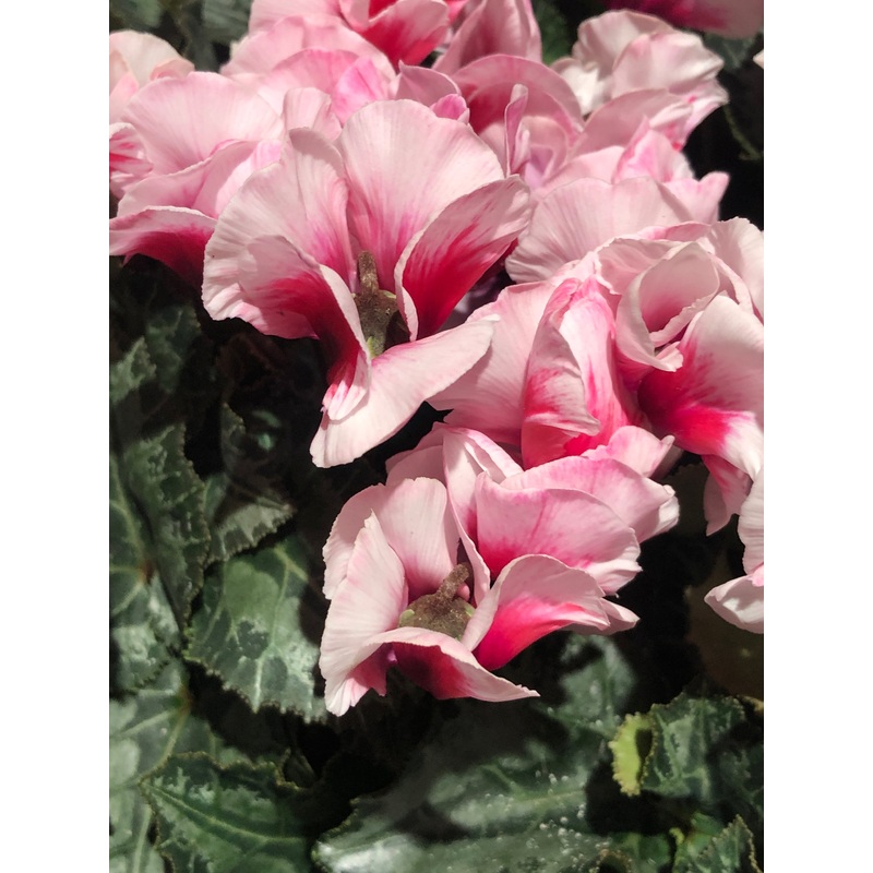Cyclamen Kl Aloha|9 cm