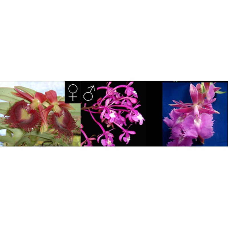 Epidendrum Michael Riley