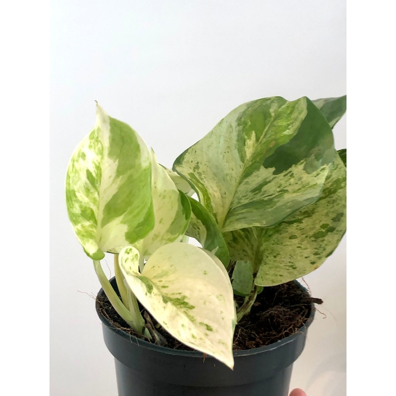 Epipremnum Happy Leaf – Manjula Pothos