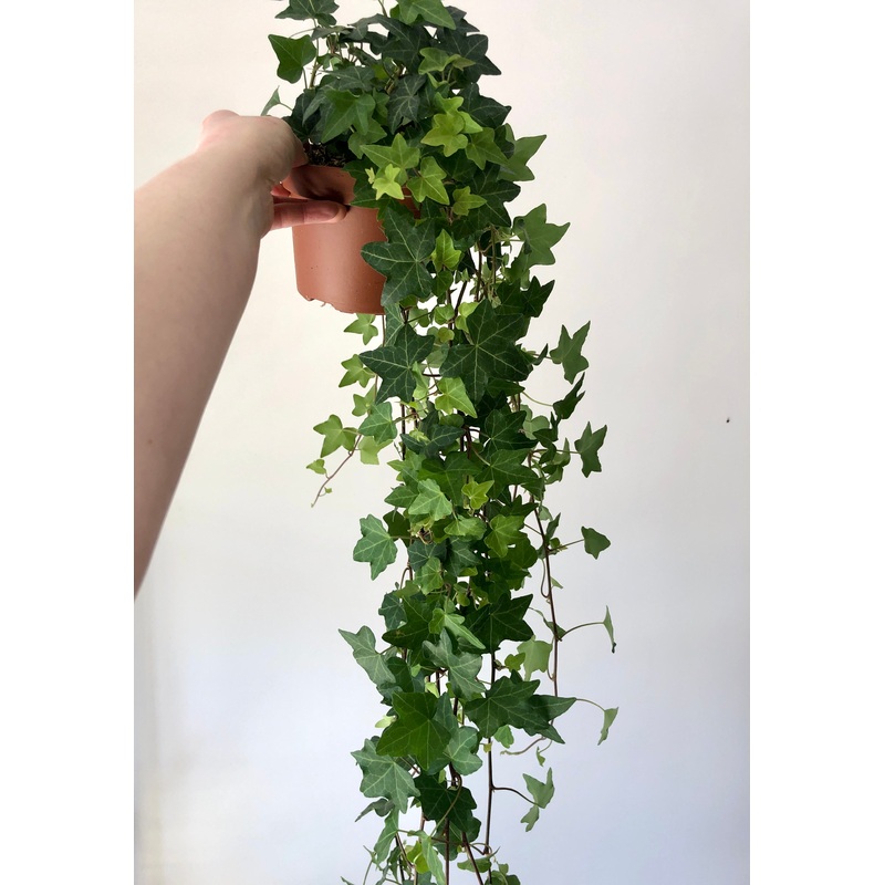 Hedra Pitsburg – Ivy|13 cm xxl