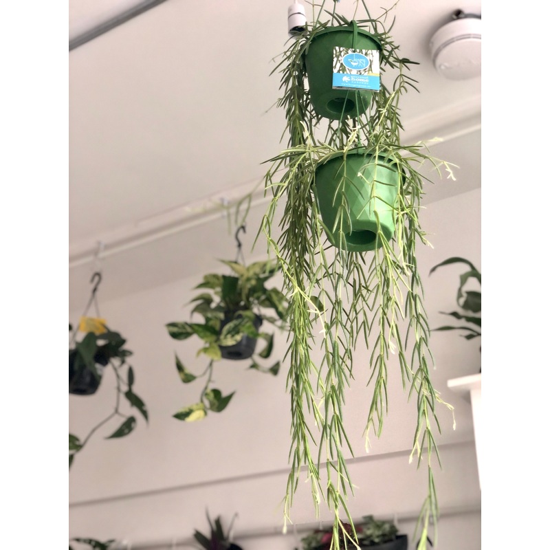 Hoya Linearis|14 cm