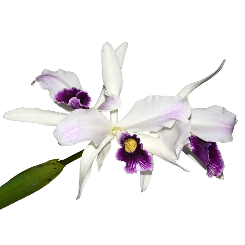 Laelia purpurata f. purple