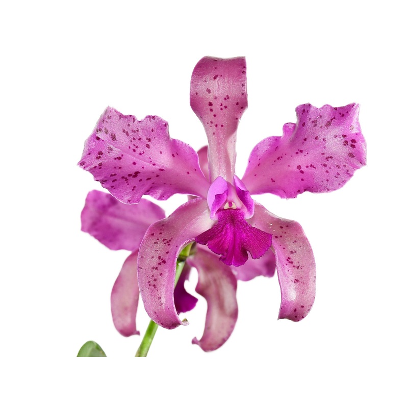 Laeliocattleya Vitoria Muoz